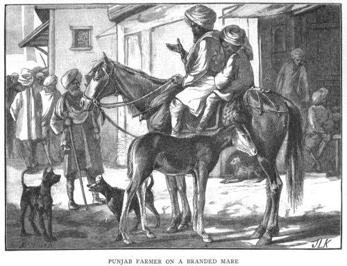 Punjab Farmer on Branded Mare